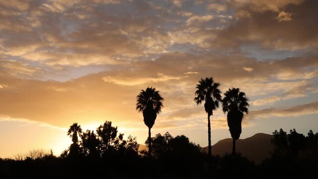palm trees at sunset, Stanford, South Africa