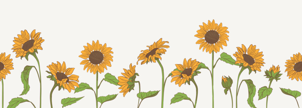 Sunflower horizontal border with blooming flowers and leaves. Botanical vector illustration, decorative floral banner isolated on light background for design, packaging, and seasonal decoration.
