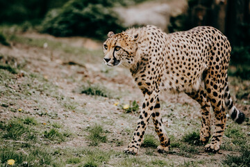Portrait eines Geparden (Acinonyx jubatus) in einem Freigehege © Michael