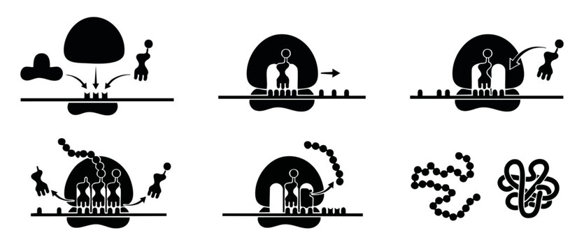 Protein Synthesis Translation Process Diagram Vector Illustration showing Ribosome mRNA and tRNA interaction stages from initiation to polypeptide chain folding for molecular biology education researc