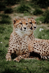 Portrait von zwei Geparden (Acinonyx jubatus) in einem Freigehege © Michael