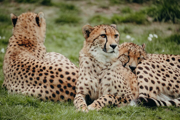 Portrait einer Gruppe von 3 Geparden (Acinonyx jubatus) in einem Freigehege © Michael