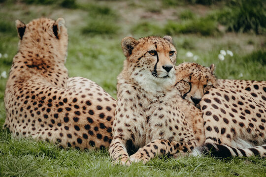 Portrait einer Gruppe von 3 Geparden (Acinonyx jubatus) in einem Freigehege