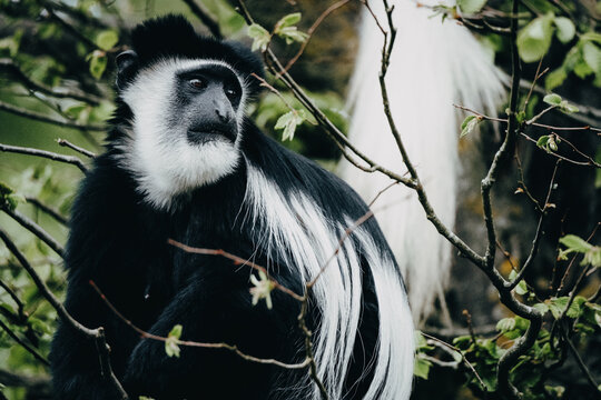Portr&auml;t eines Mantelaffen (Colobus guereza) in einem Baum