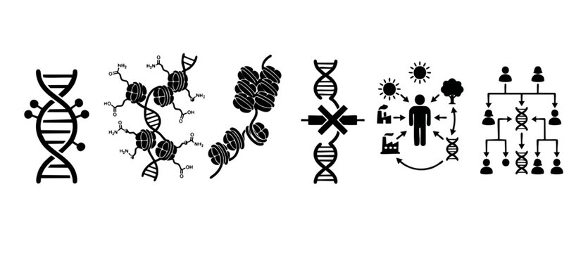 DNA Structure and Epigenetics Icon Set: Chromatin, Histone Modification, Gene Expression, and Heredity Inheritance Symbols for Scientific Research, Medical Genetics, and Biological Education Diagrams.