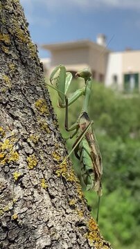 Vertical video. A large praying mantis sways up a tree, taking breaks to rest. Majorca, Spain.