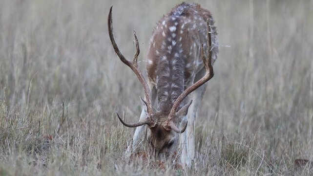 Indian spotted deer chital stag grazing in golden dry savannah meadow, adult male axis deer with three-tined antlers feeding at sunset, Bandhavgarh National Park India, 4K UHD wildlife footage