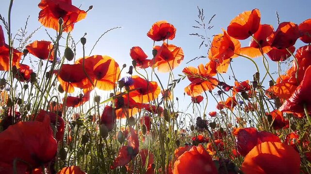 blooming poppies, Papayer rhoeas, against the sky 59