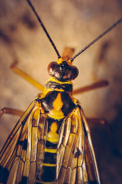 Close-up shot of a scorpionfly revealing intricate wing patterns and vibrant colors.