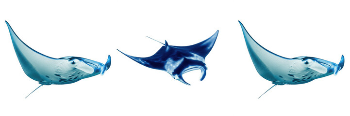 Tropical Blue Manta Ray Swimming Sea Creature Ocean Wildlife PNG Transparent Background Marine Life Set © Wazir