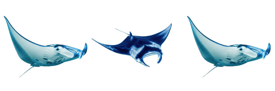 Tropical Blue Manta Ray Swimming Sea Creature Ocean Wildlife PNG Transparent Background Marine Life Set