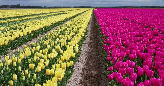 Scenic Dutch tulip farm with vivid flowers swaying beneath overcast skies
