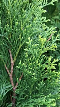 Vibrant green Thuja occidentalis branches with delicate needle-like leaves. Evergreen coniferous plant for landscaping. Detailed texture garden cedar. Intricate structure of cypress family needles