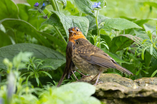 Parent Robin (Erithacus rubecula) with young, newly fledged Robin bird  - Yorkshire, UK