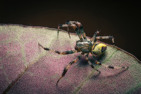 Close-up of a colorful spider on a textured leaf, showcasing intricate details and vibrant colors.