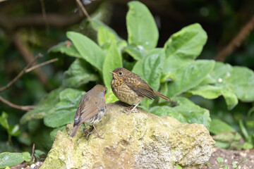 Fototapeta premium Young Robin (Erithacus rubecula), with adult Robin bird, standing on a rock in a garden - Yorkshire, UK