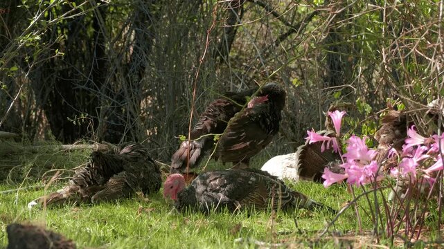 Wide View of Farm Turkeys in Natural Garden Setting
