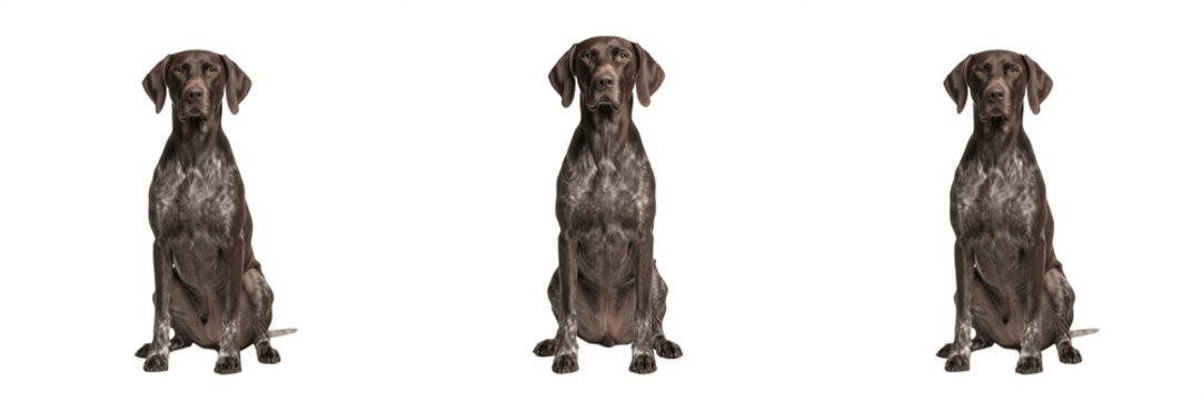 Loyal brown Cane Corso dog sitting isolated element transparent PNG