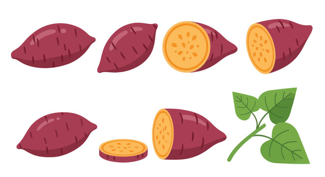 Sweet potato illustrations