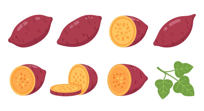 Sweet potatoes cut and whole illustrations