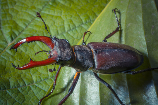Close-up of a male stag beetle on a green leaf, showcasing its impressive antler-like mandibles.