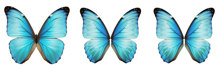 Vibrant blue butterfly open wings insect isolated element transparent PNG © muhammad