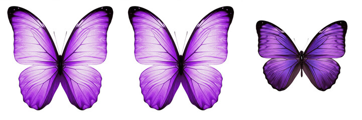Beautiful purple butterfly wings pair isolated element transparent background PNG © muhammad