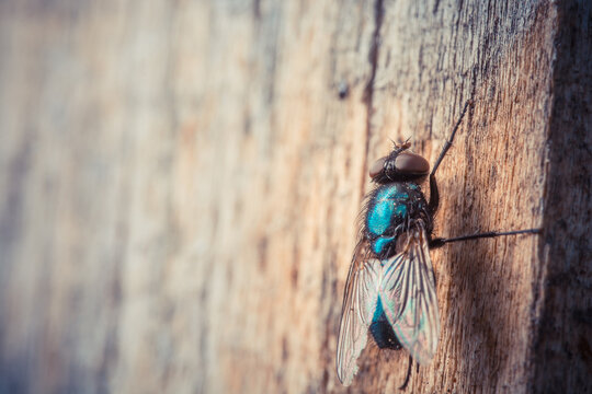 Close-up of a housefly perched on a wooden surface, showcasing prismatic wing details.
