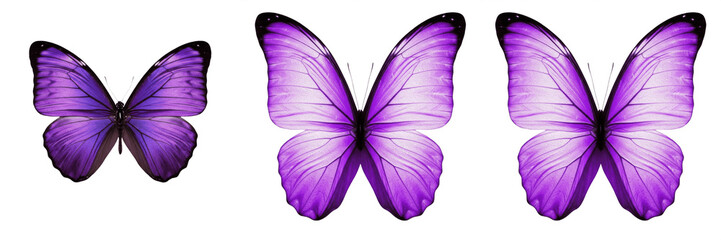 Vibrant purple butterfly open wings insect isolated element transparent PNG © muhammad