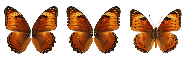 Beautiful orange pattern butterfly wings pair isolated element transparent PNG © muhammad