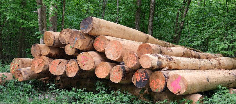 Gesch&auml;lte Rundholz Baumst&auml;mme in einem Waldst&uuml;ck in der Schweiz forstwirtschaftlich vorbereitet f&uuml;r den Verkauf als hochwertiges Konstruktionsholz