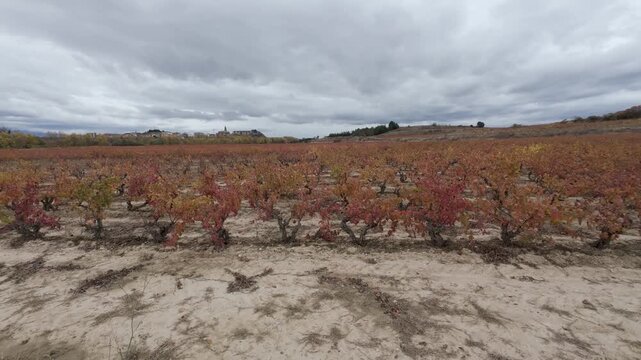 Scenic autumn vineyard landscape with red leaves