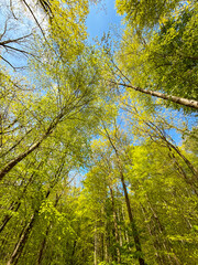 Fototapeta premium Low angle view looking up to the tops of trees and the sky in a forest. No people.