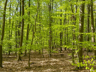 Fototapeta premium Scenic view of trees in a forest with the ground covered in dead leaves. No people.