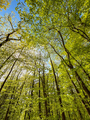 Fototapeta premium Low angle view looking up to the tops of trees and the sky in a forest. No people.
