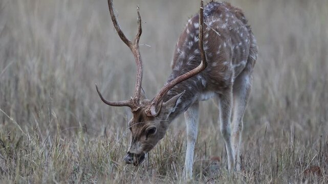 Chital stag long take, adult male Indian spotted deer with antlers grazing peacefully across golden savannah meadow at sunset golden hour, Bandhavgarh National Park India, 4K wildlife B-roll