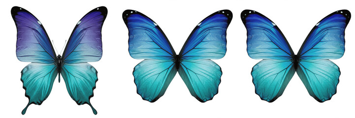 Rich indigo blue butterfly with dark wing tips and subtle markings isolated on transparent PNG background © muhammad
