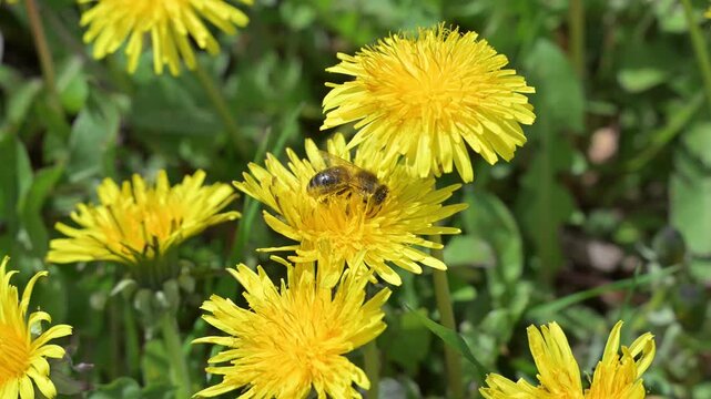 Honey bee collecting pollen and nectar on yellow dandelion flowers in a natural outdoor spring environment. Close-up macro footage showing pollination process and insect behavior in nature. 4K