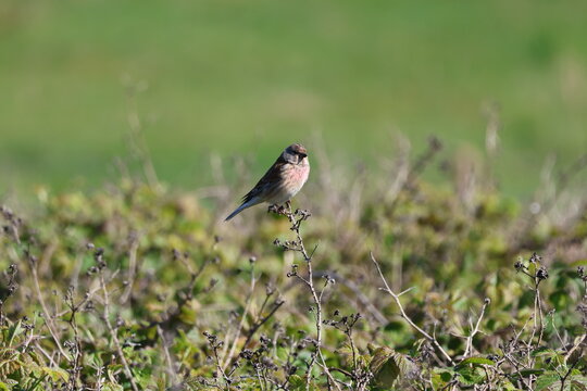 the male common linnet (Carduelis cannabina) UK coast in springtime