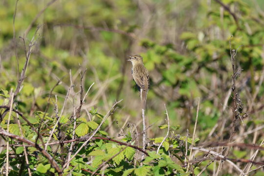the common grasshopper warbler (Locustella naevia) singing male in springtime