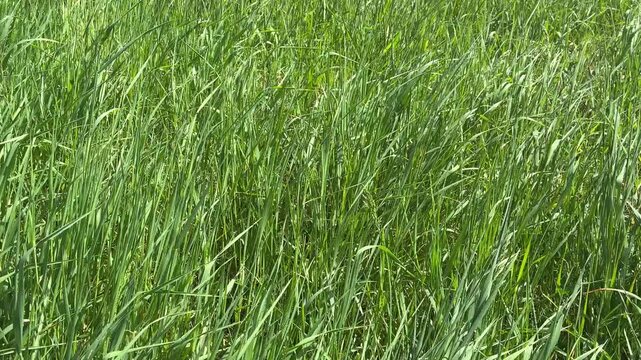 Gras bewegt sich im Wind &ndash; nat&uuml;rliche Wiese in sanfter Bewegung in der Natur