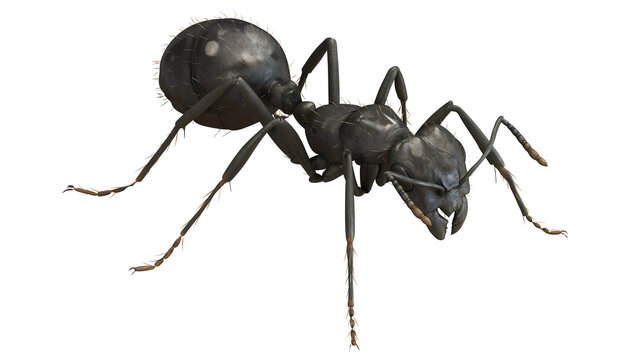 Close-up of a black ant on a white background.