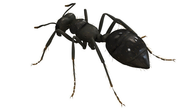 Detailed 3D rendering of a black ant.