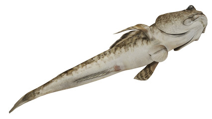Detailed image of a goby fish on white background © Ilie