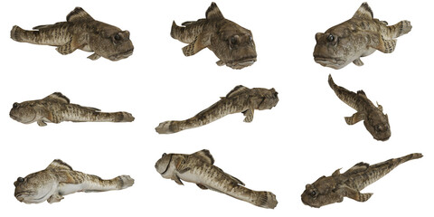 Detailed view of nine bullhead fish. © Ilie