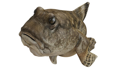 Detailed 3D rendering of a realistic fish. © Ilie