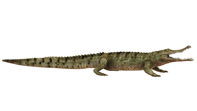Detailed side view of a crocodile on white background.