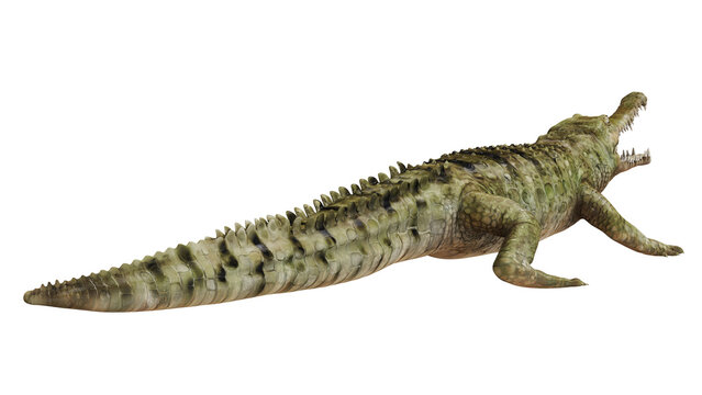 Large crocodile resting with open mouth