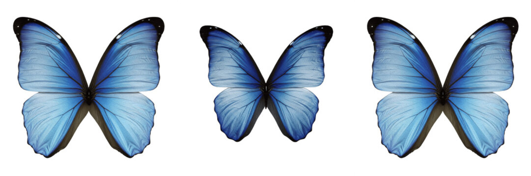 Shimmering blue morpho butterfly with dark wing edges isolated on transparent PNG background