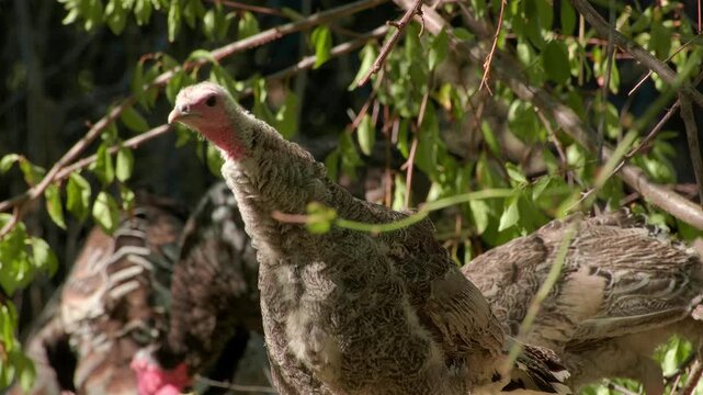 Turkeys in Natural Habitat with Soft Focus Background